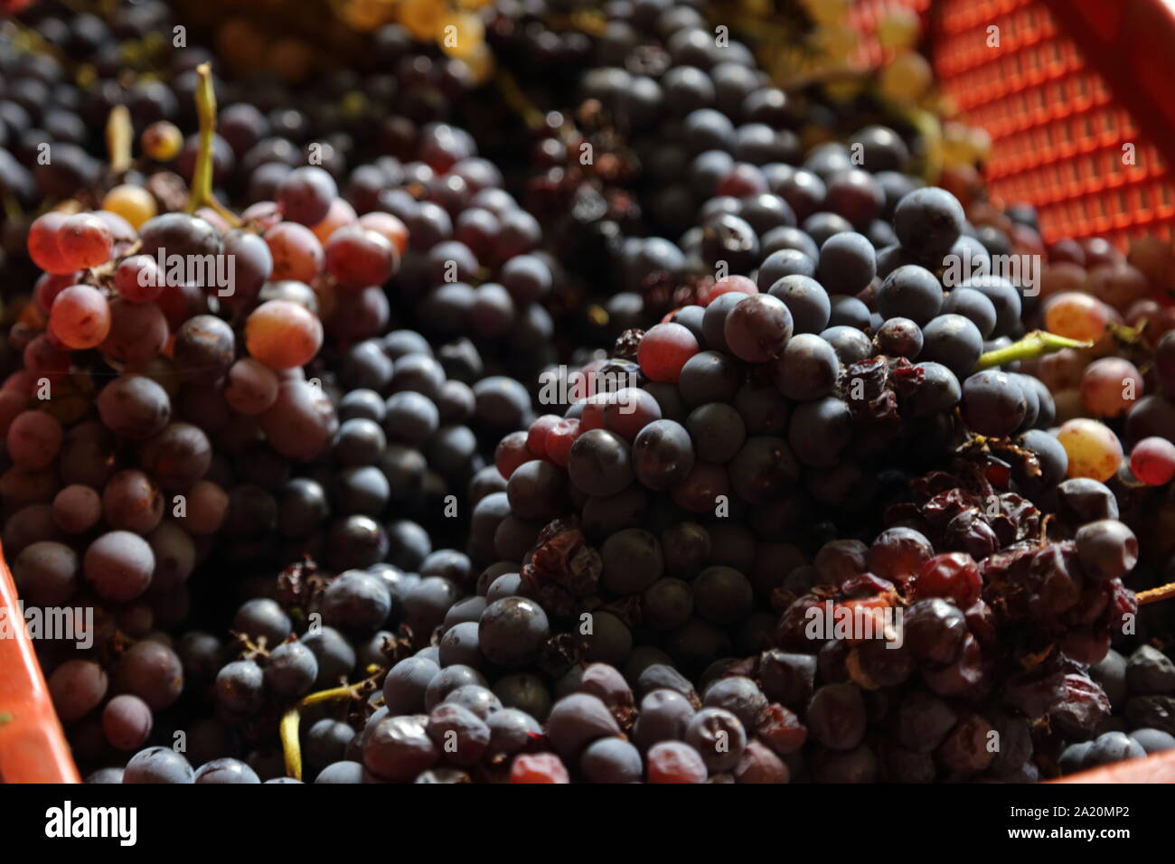 Die schwarze Traube der 2019 Jahrgang in Kampanien - Italien Stockfoto