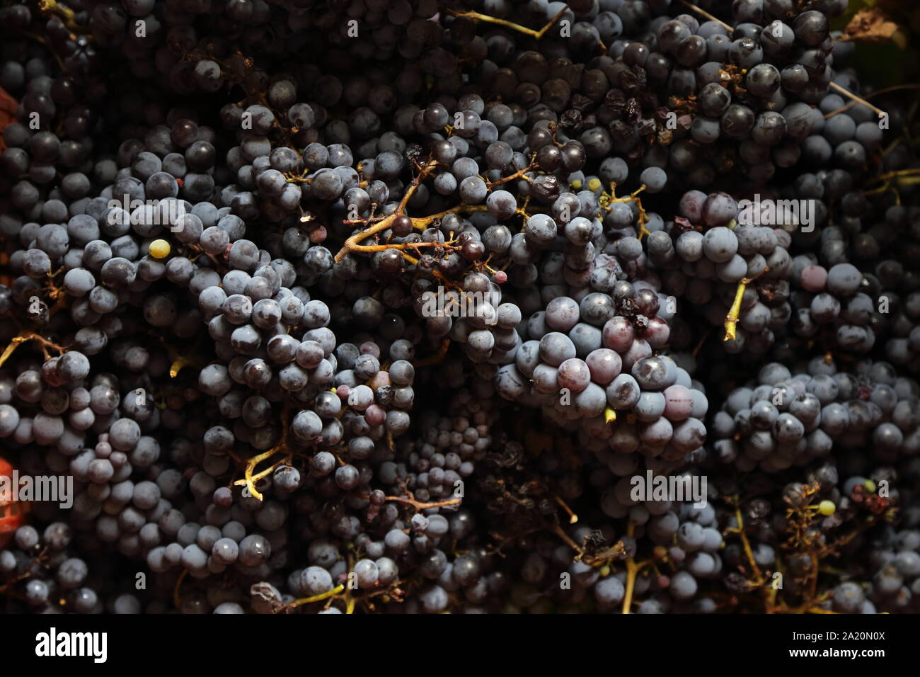Die schwarze Traube der 2019 Jahrgang in Kampanien - Italien Stockfoto