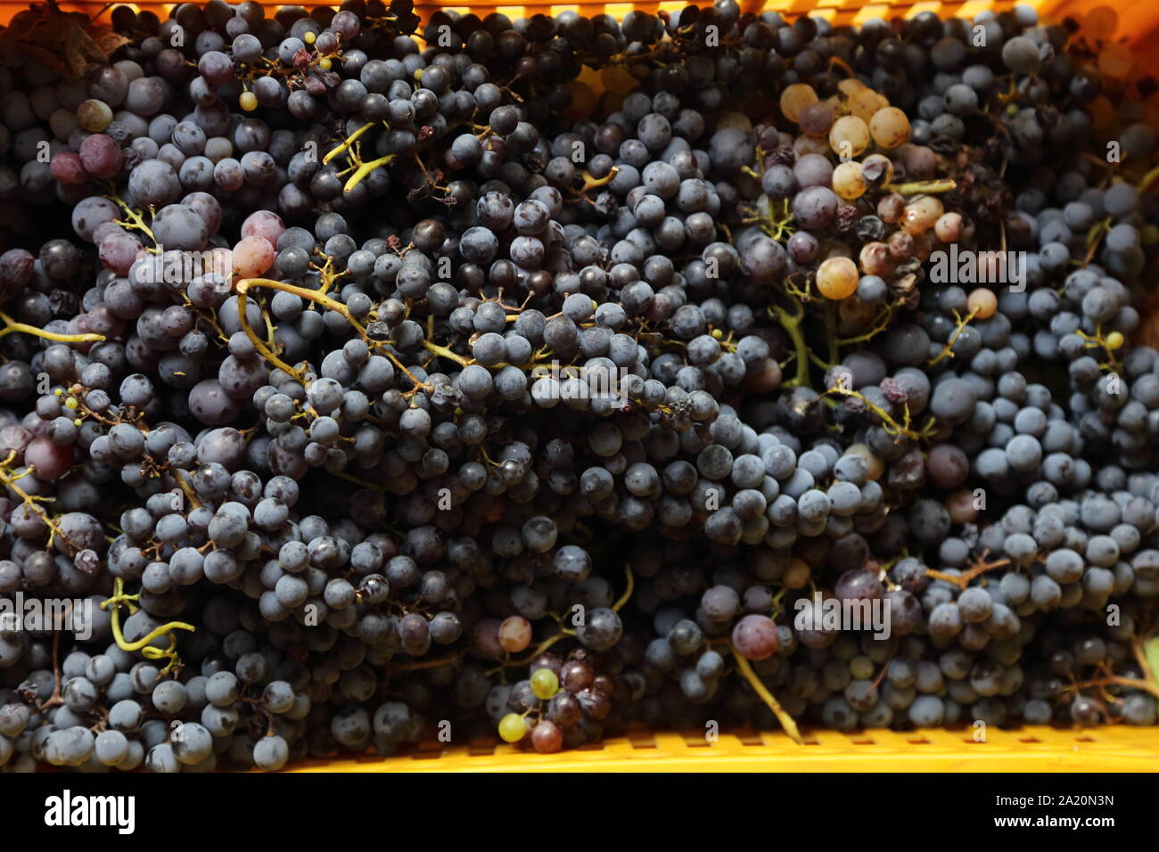 Die schwarze Traube der 2019 Jahrgang in Kampanien - Italien Stockfoto