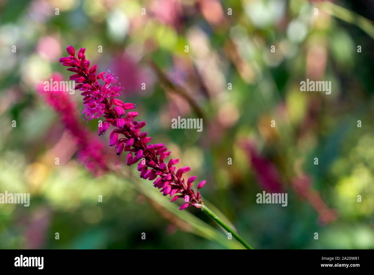 Flos feram/wilde Blume Stockfoto