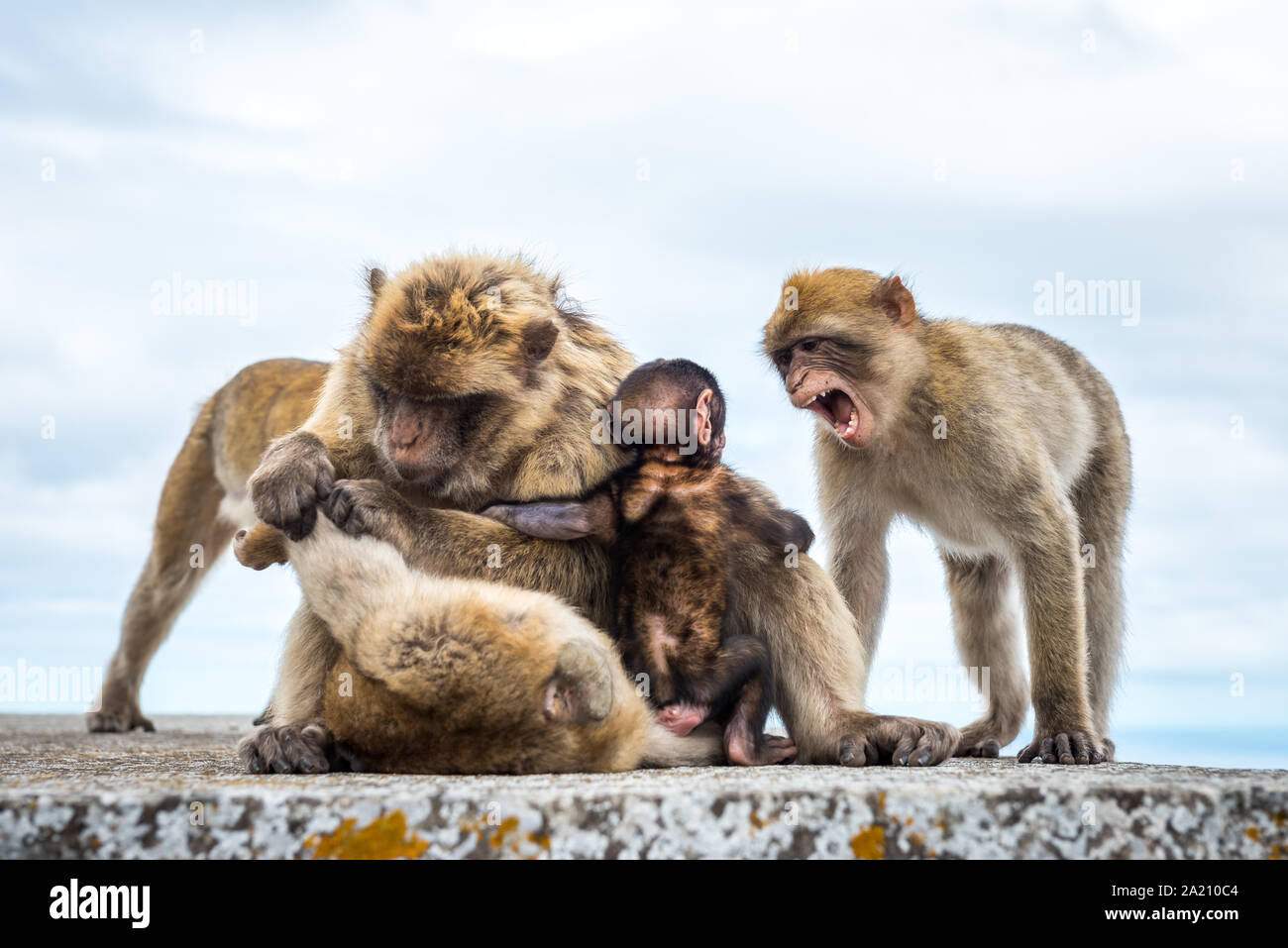Wild Barbary Macaques (Macaca sylvanus) auf den Felsen von Gibraltar. Ein touristisches Highlight, können Sie in der Nähe dieser Affen in ihrer natürlichen Umgebung. Stockfoto