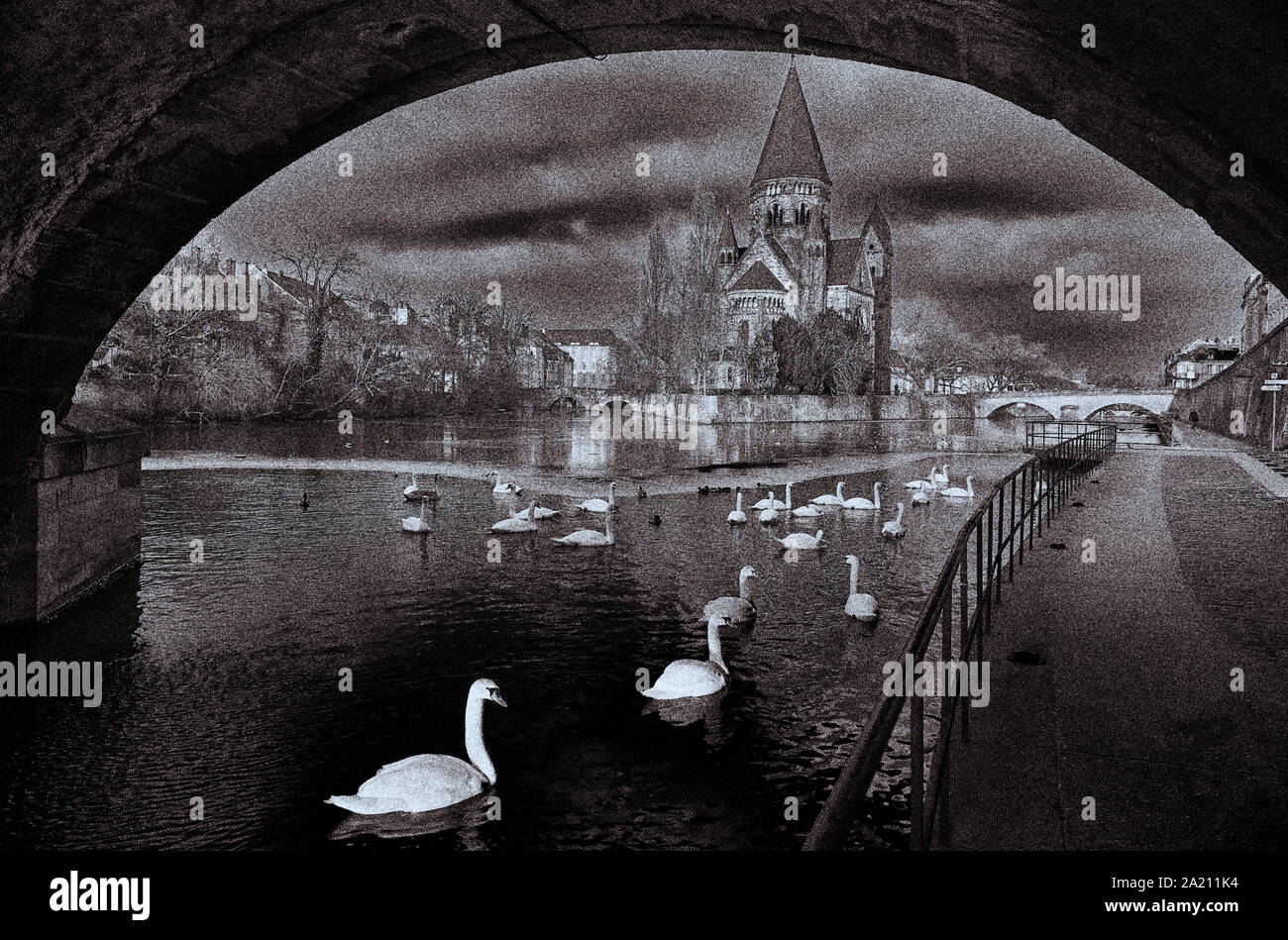 Schwäne im Moselfluss, in Metze, Frankreich Stockfoto