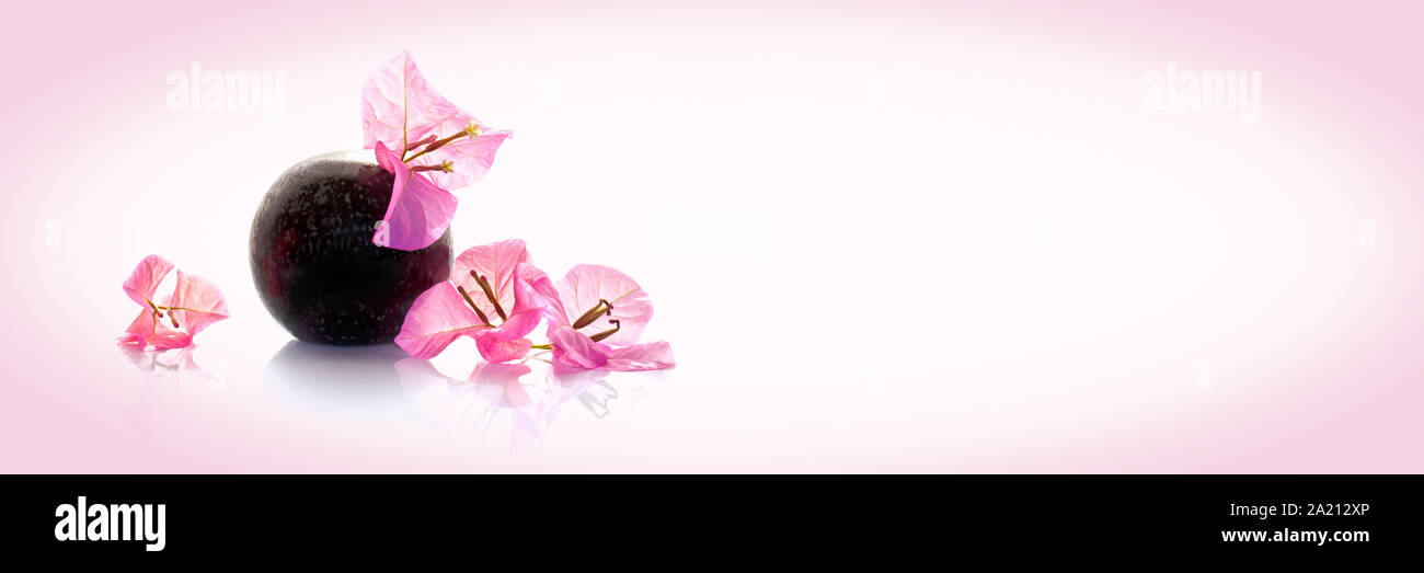 Bougainvillea rosa Blumen in einer Vase auf rosa Hintergrund Stockfoto