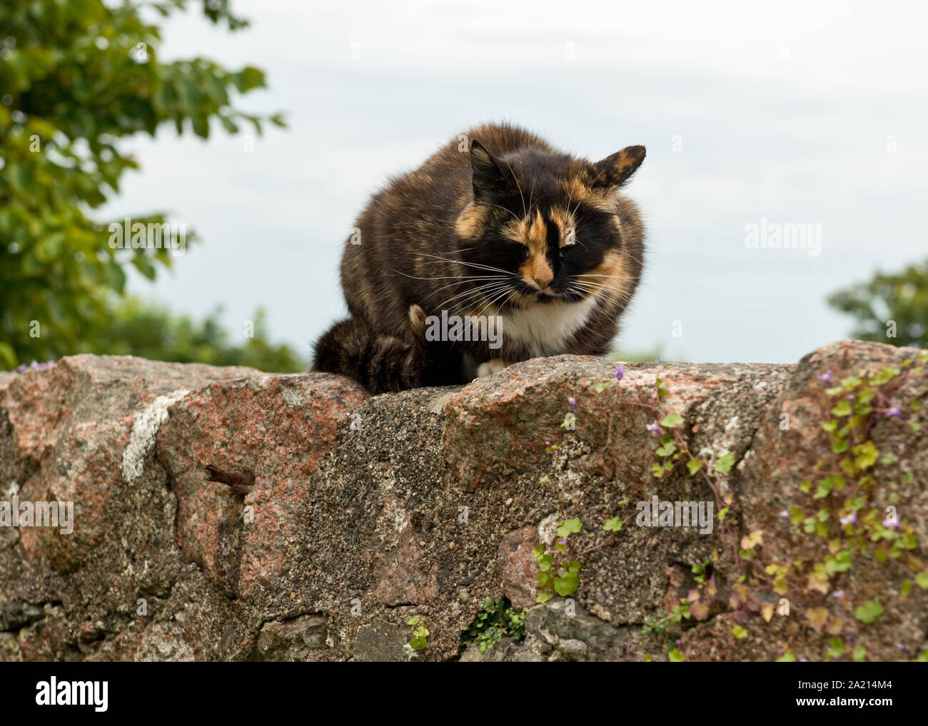 Tomcat auf der Mauer. Iona, Innere Hebriden, Schottland Stockfoto