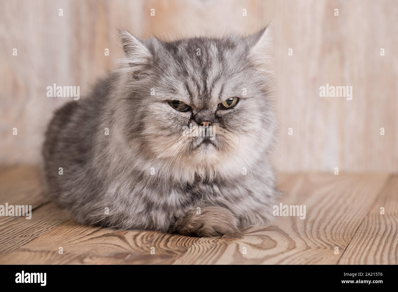 Flauschige graue Perser Katze Stockfoto