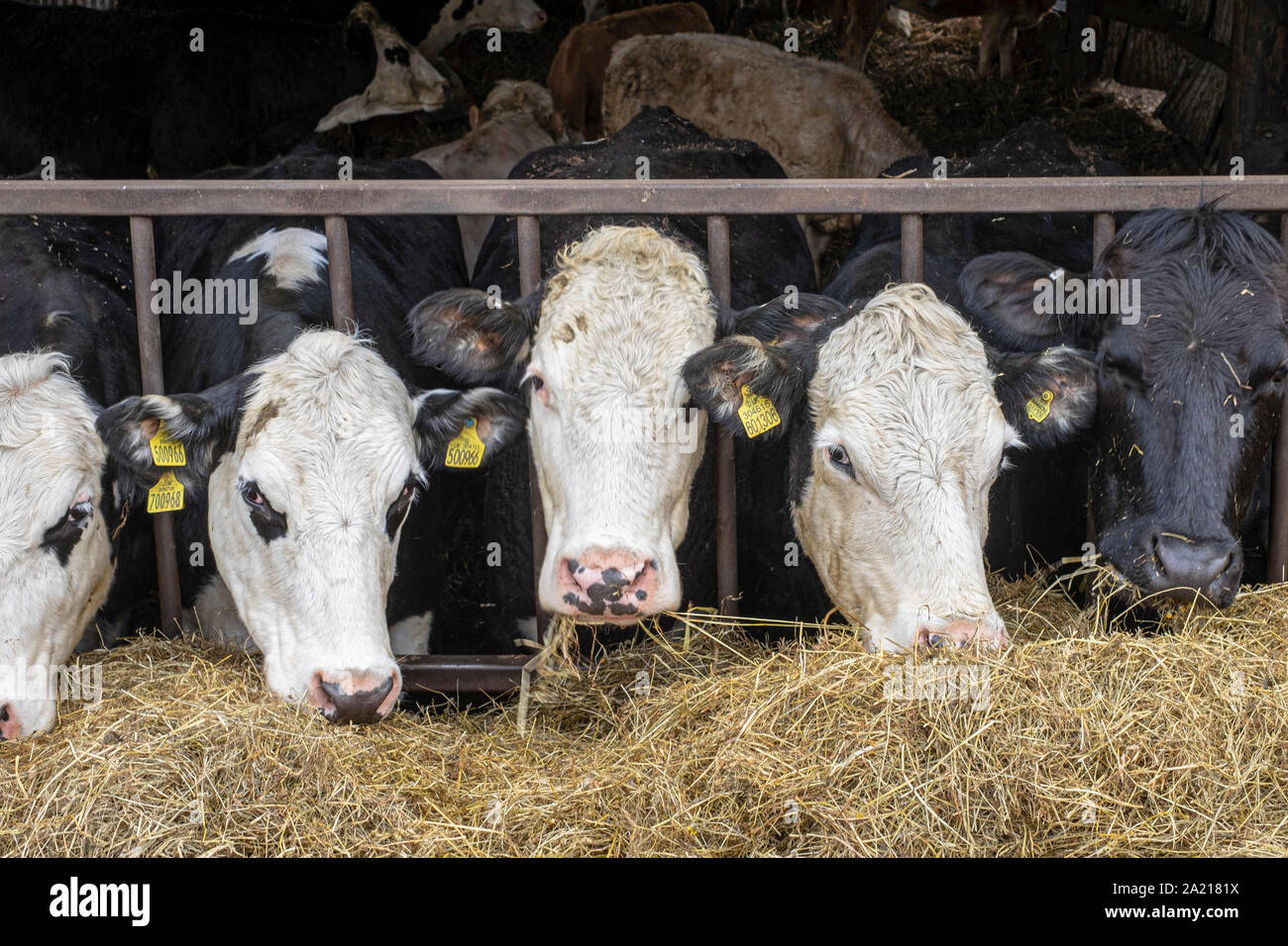 Kühe in einer Scheune essen Heu Stockfoto