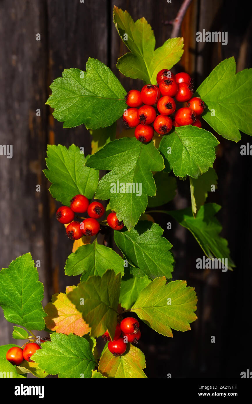 Ein Bündel von reife, rote Beeren von weißdorn auf der Niederlassungen Stockfoto