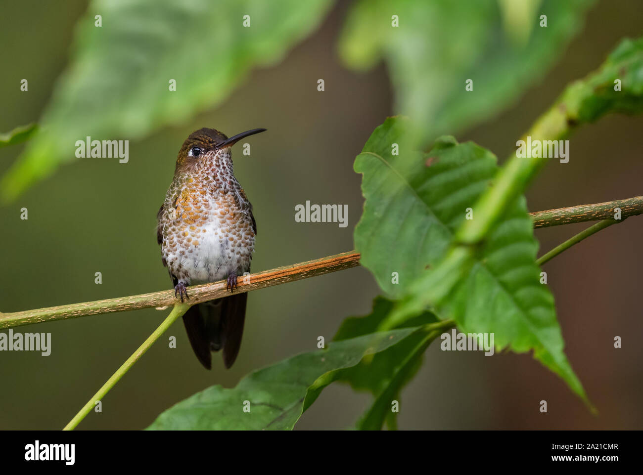 Viele entdeckten Kolibri - Leucippus hypostictus, Grün gefleckte Hummingbird von Andinen Pisten von Südamerika, wilde Sumaco, Ecuador. Stockfoto