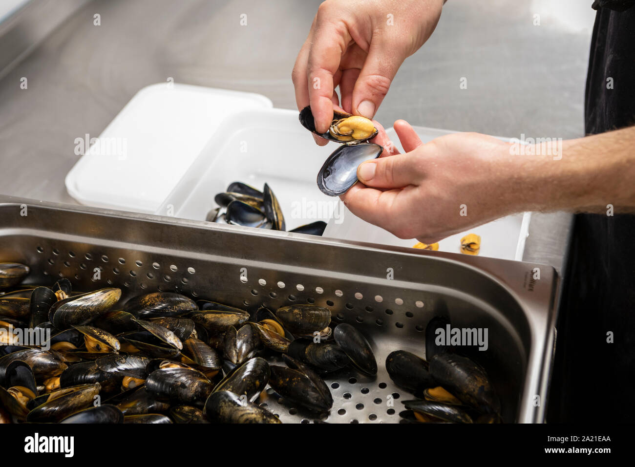 Reinigung und Vorbereitung der Muscheln im Restaurant Küche Stockfoto