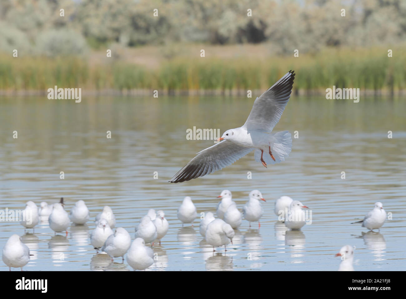 Lachmöwe Stockfoto