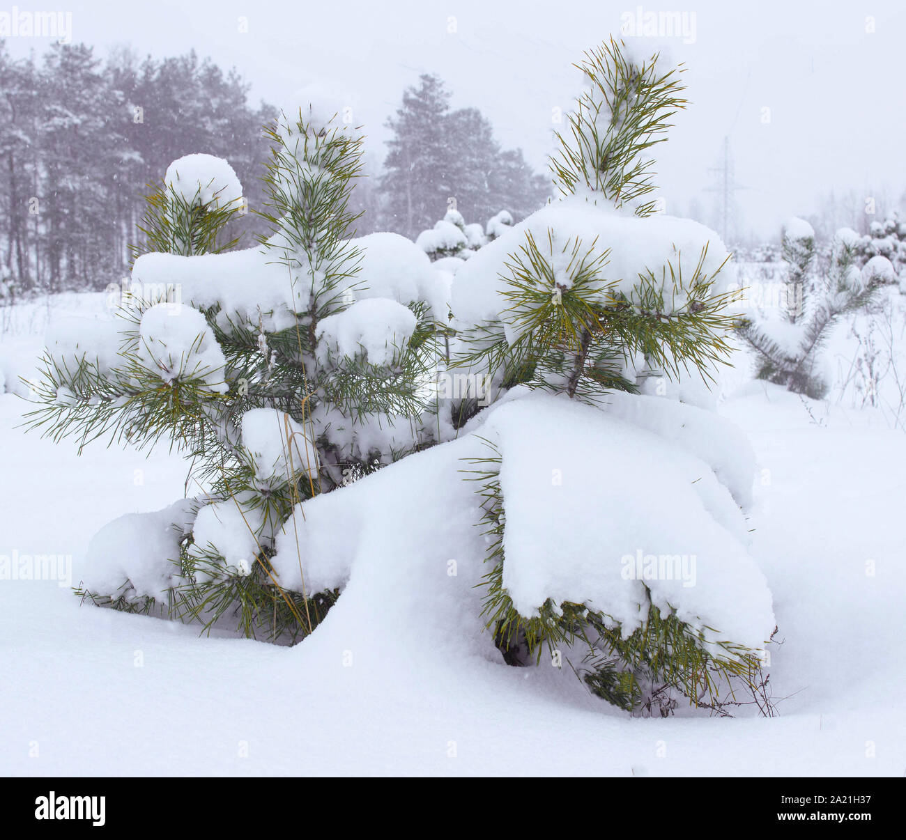 Schöne Tanne im Winter auf Schnee Hintergrund. Frostige Wetter, schöne Natur, Hintergrund, wunderbare Stockfoto