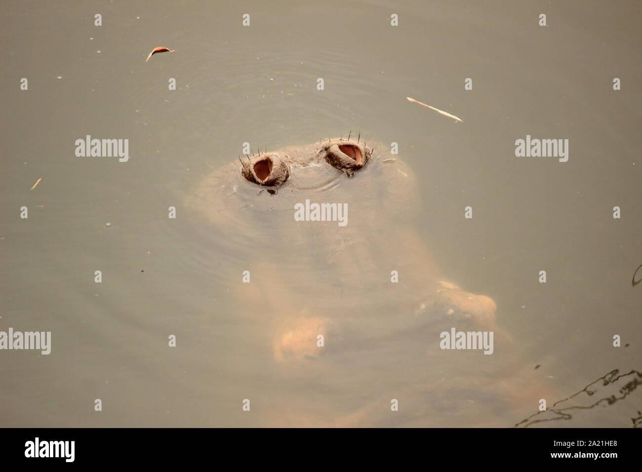 Hippo nur Nasenlöcher angezeigt Stockfoto