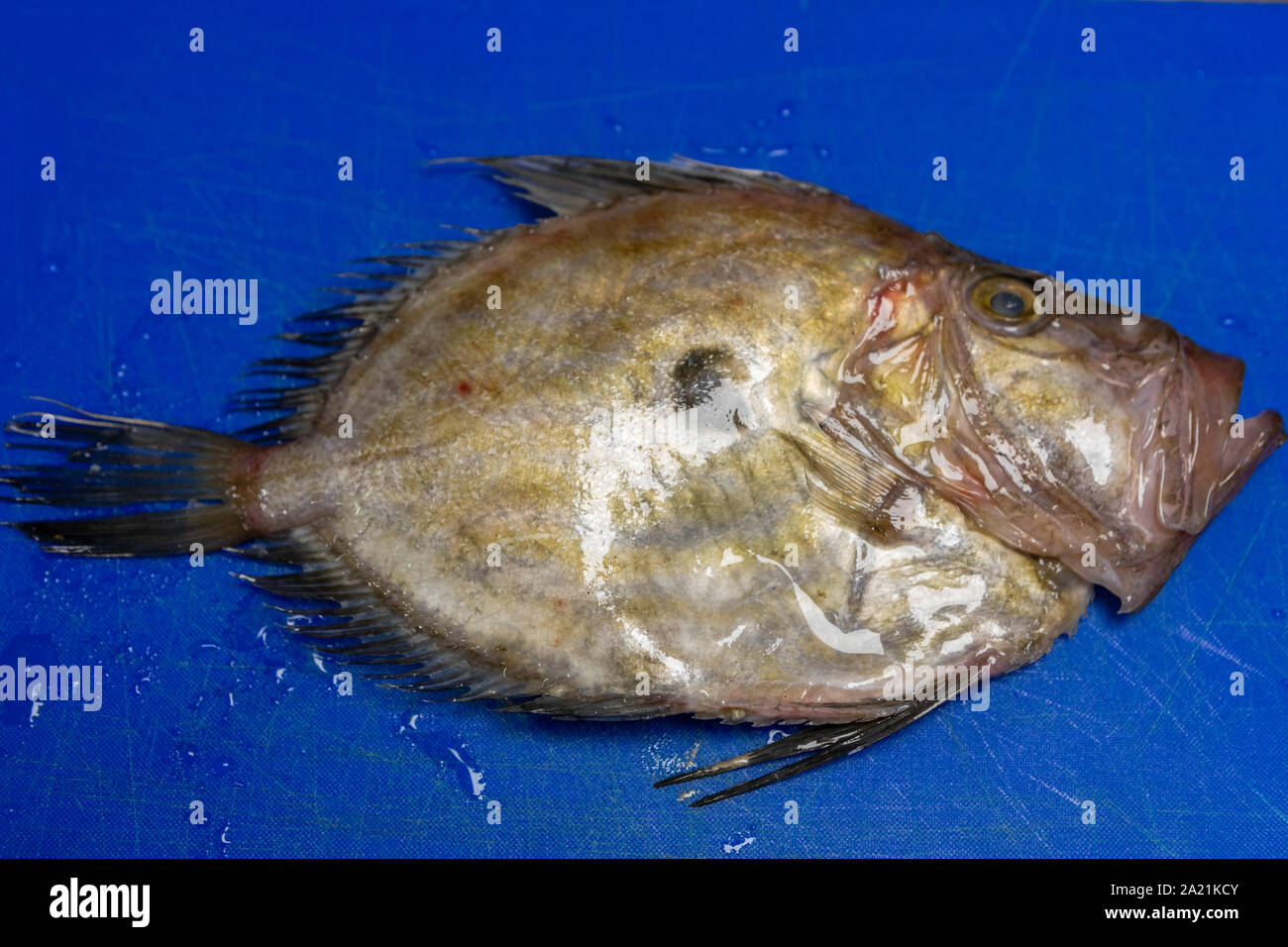 Flache Fische auf Schneidebrett im Restaurant Stockfoto