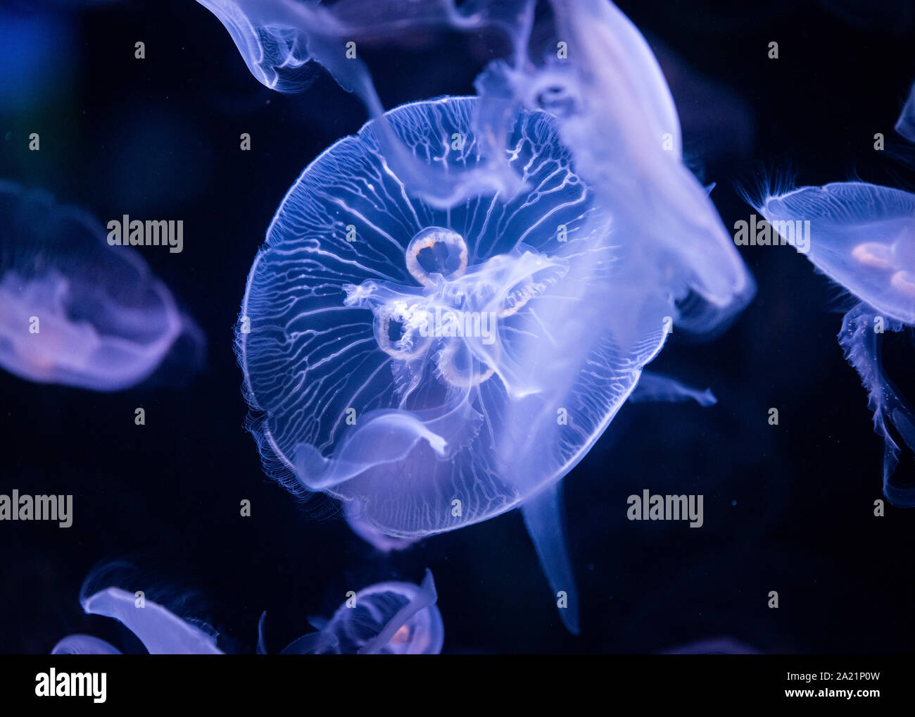 Quallen im Aquarium beleuchtet durch blaues Licht Stockfoto