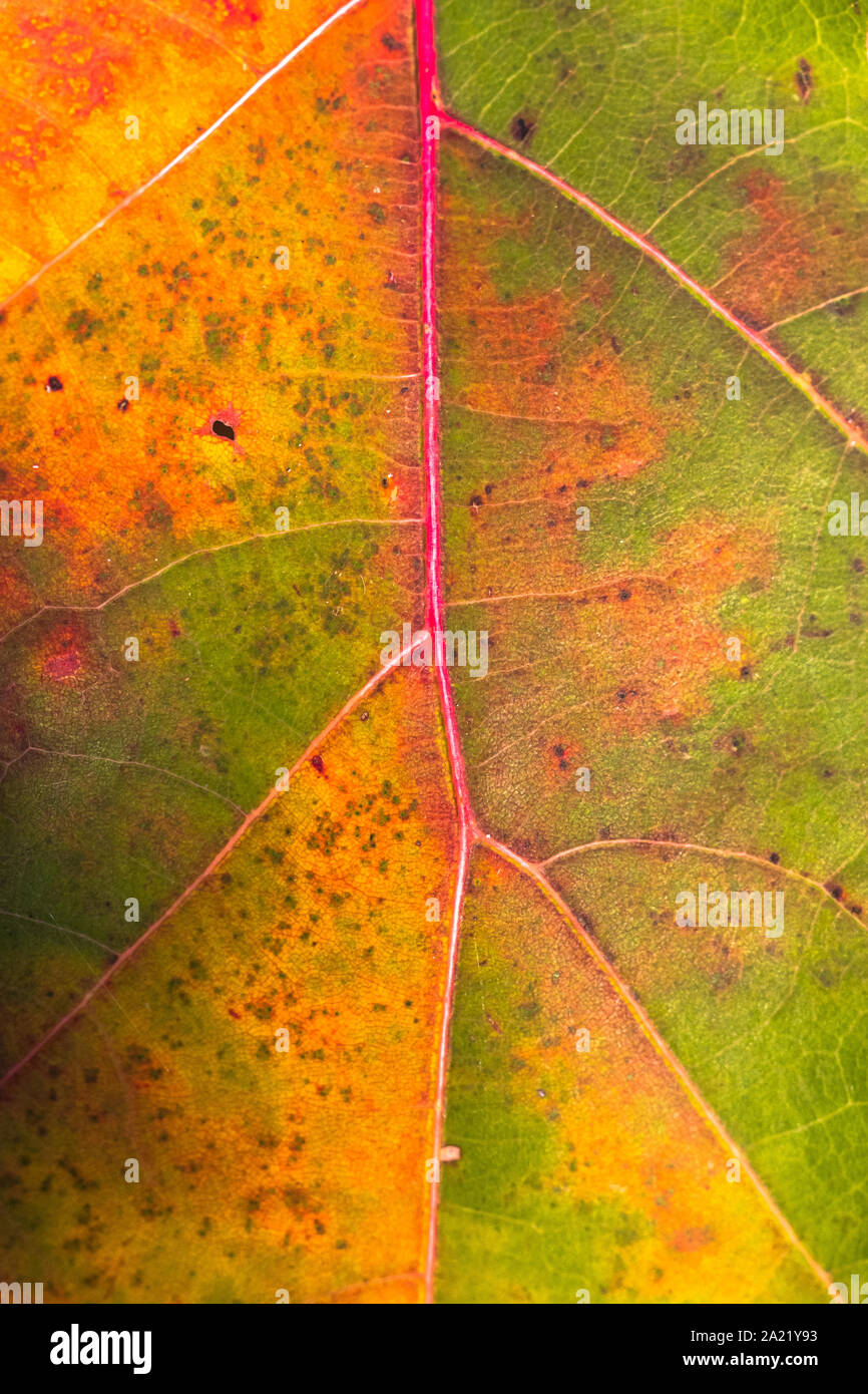 Nahaufnahme von Hell Grün, Braun, Rot und Orange farbige amerikanische Eiche (Quercus rubra) lassen im Herbst Saison. mit sichtbaren Venen Stockfoto