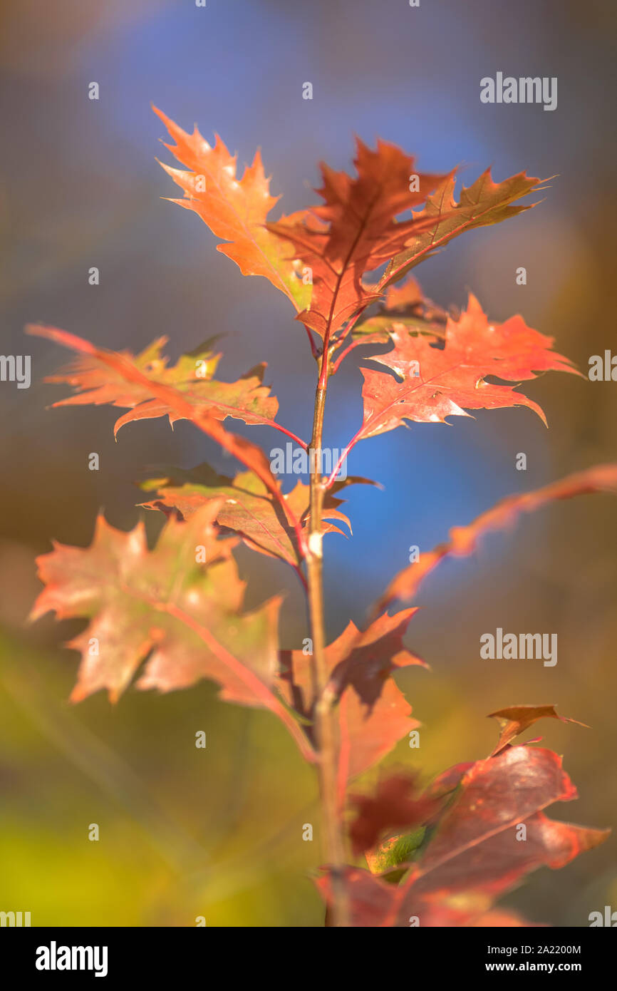 Hell braun, rot und orange gefärbt amerikanische Eiche (Quercus rubra) Blätter im Herbst Saison Stockfoto