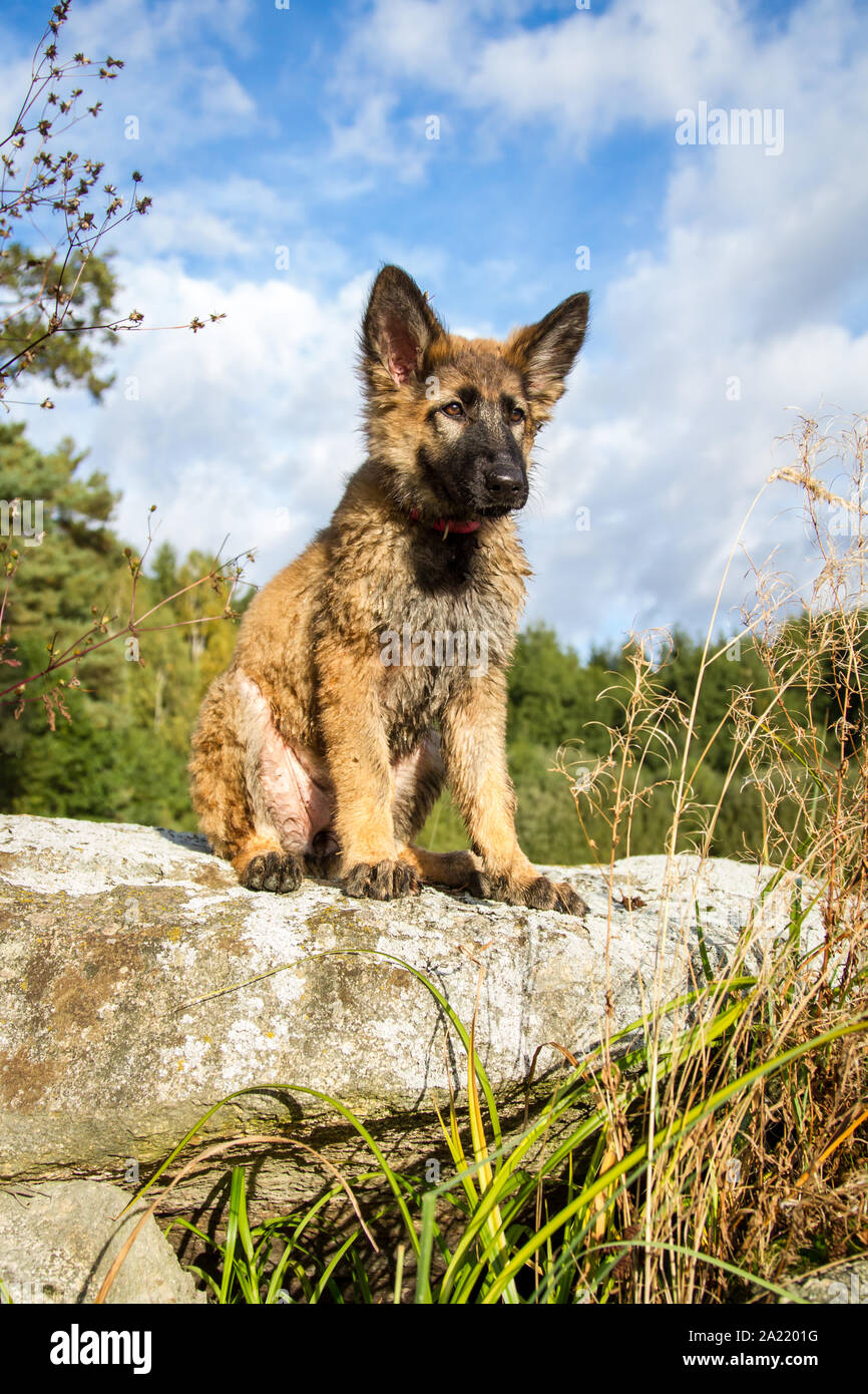 Deutscher Schäferhund Welpe, 3 Monate alt, sitzen auf den Felsen an einem sonnigen Herbsttag Stockfoto