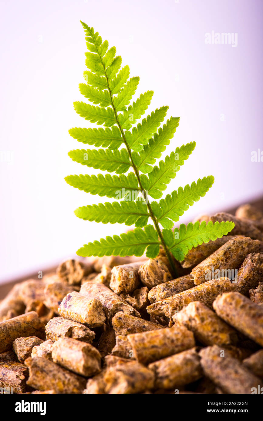 Natürliche Brennstoffpellets - grün Erneuerbare nachhaltige Wirtschaft. Stockfoto