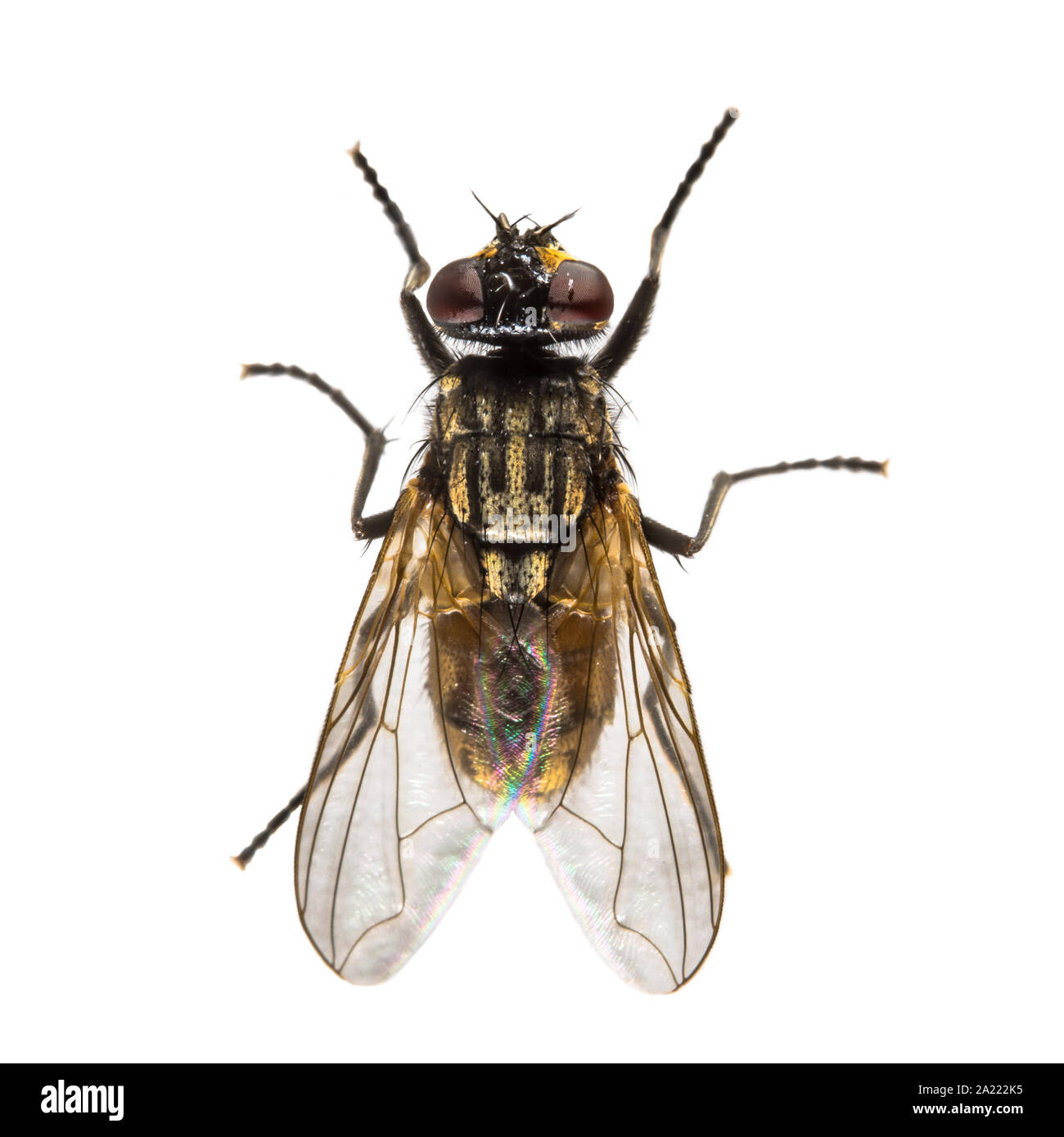 Stubenfliege (Musca domestica) auf weißem Hintergrund. Top down Ansicht des Hauses fliegen von oben. Stockfoto