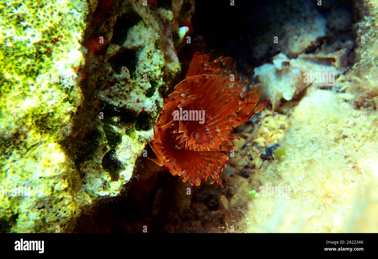 Die Spirale tube worm Spirographis spallanzani Stockfoto