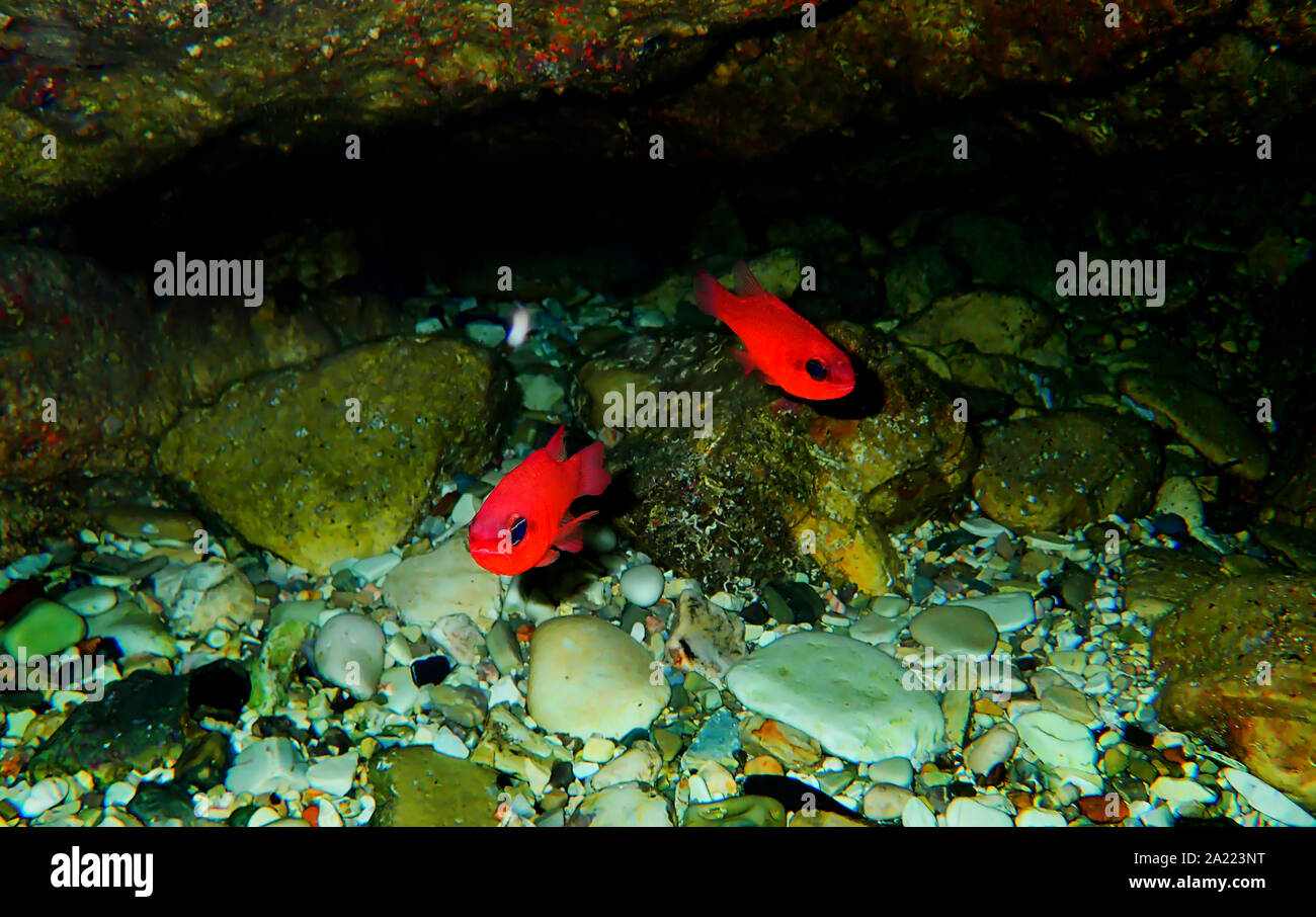 Apogon imberbis-Mittelmeer Cardinalfish, König der Meeräschen Stockfoto