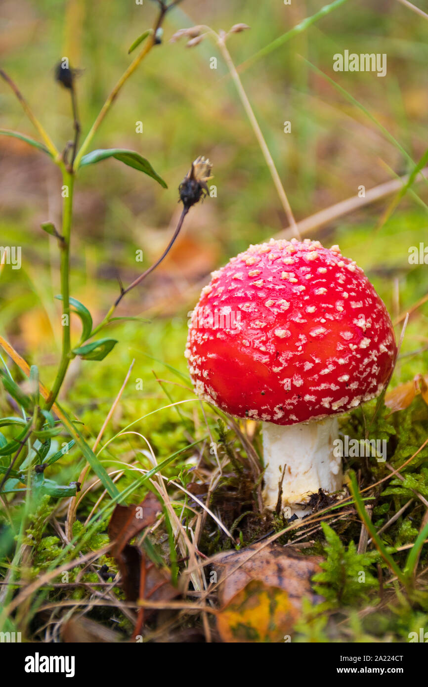 Amanita muscaria, fly Agaric oder amanita Fliegen, giftige rot und weiß gefleckte Kiefernwald Pilz Gras und Moos, Nahaufnahme, vertikal Stockfoto