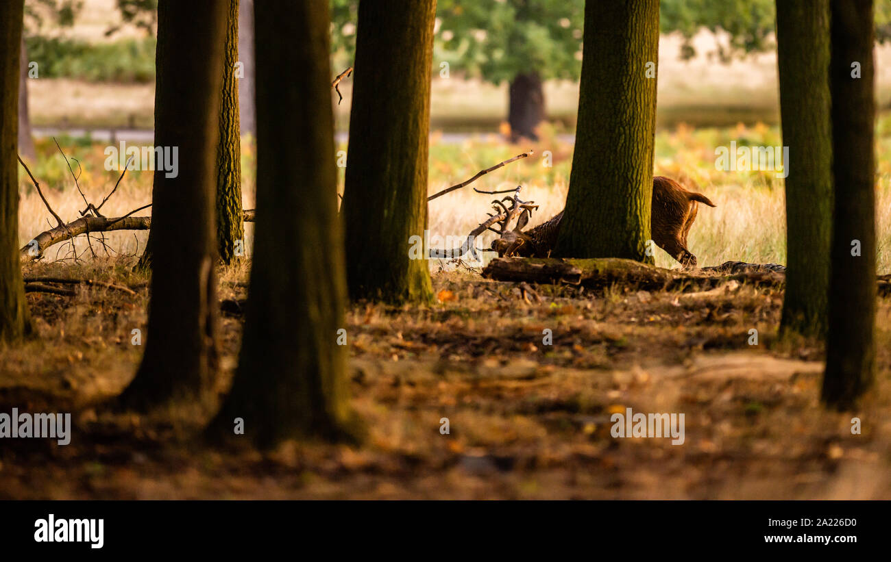 Ein großer Roter Hirsch Hirsch Praxis kämpfen gegen einen Baum im Wald während der territorialen Brunftzeit Stockfoto
