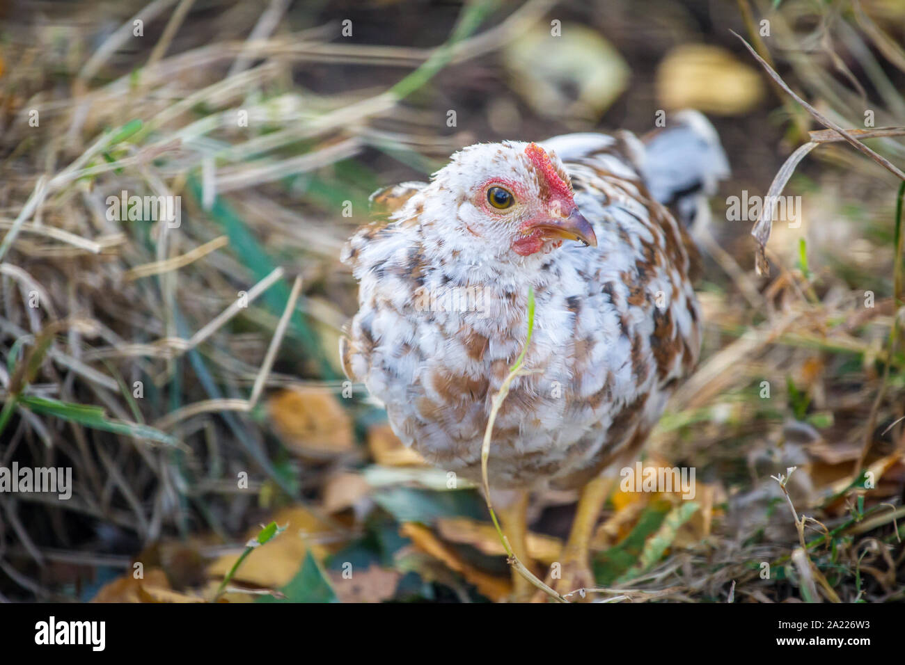 Junge Steinhendl/Stoapiperl - eine gefährdete Huhn züchten aus Österreich Stockfoto