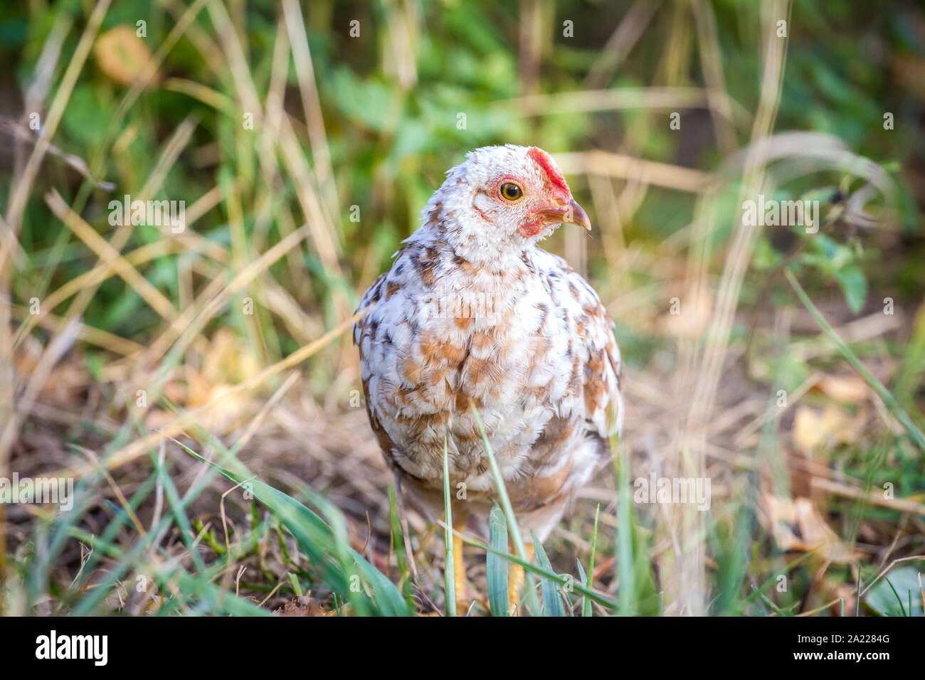 Junge Steinhendl/Stoapiperl - eine gefährdete Huhn züchten aus Österreich Stockfoto