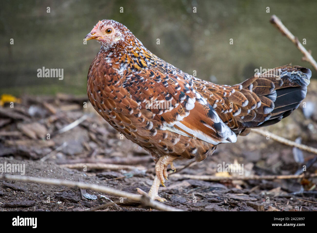 Steinhendl/Stoapiperl henne Huhn - eine vom Aussterben bedrohte Rasse aus Österreich Stockfoto