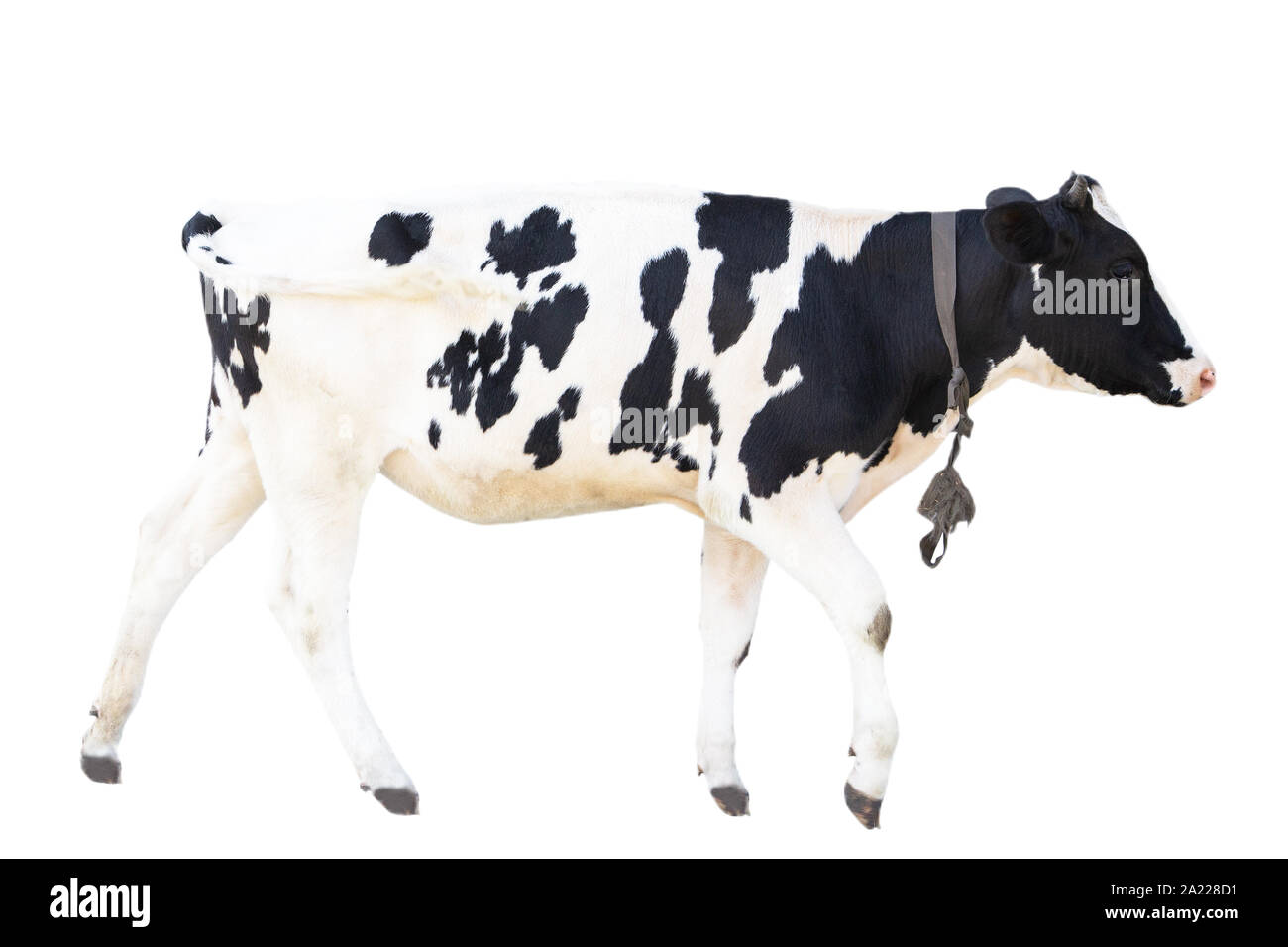 Schwarze und weiße Kuh auf einem weißen Hintergrund farm animal, schöne Kuh Stockfoto