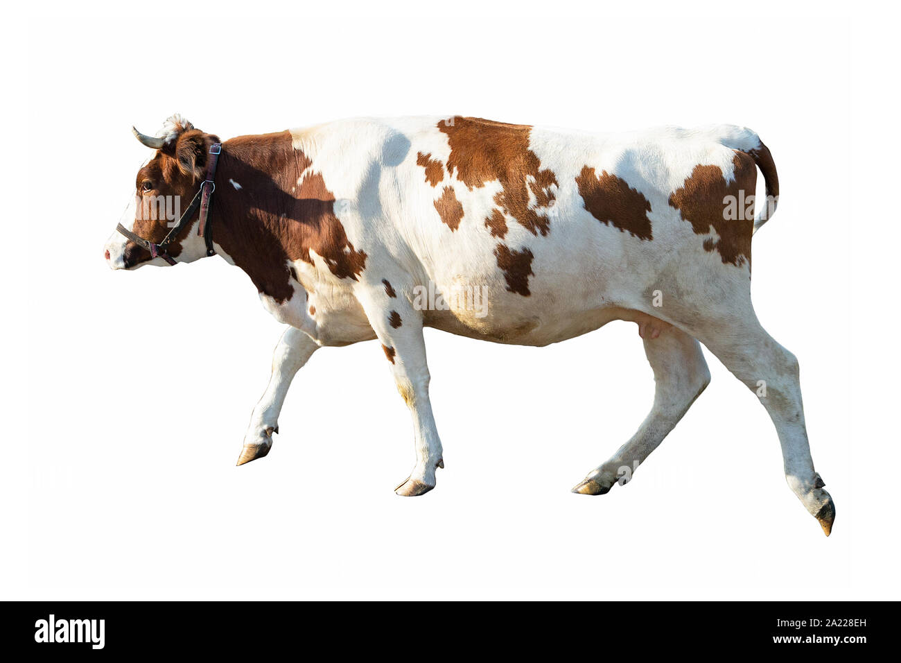 Kuh auf einem weißen Hintergrund auf einem Bauernhof, Farm Animal, schöne Kuh Stockfoto