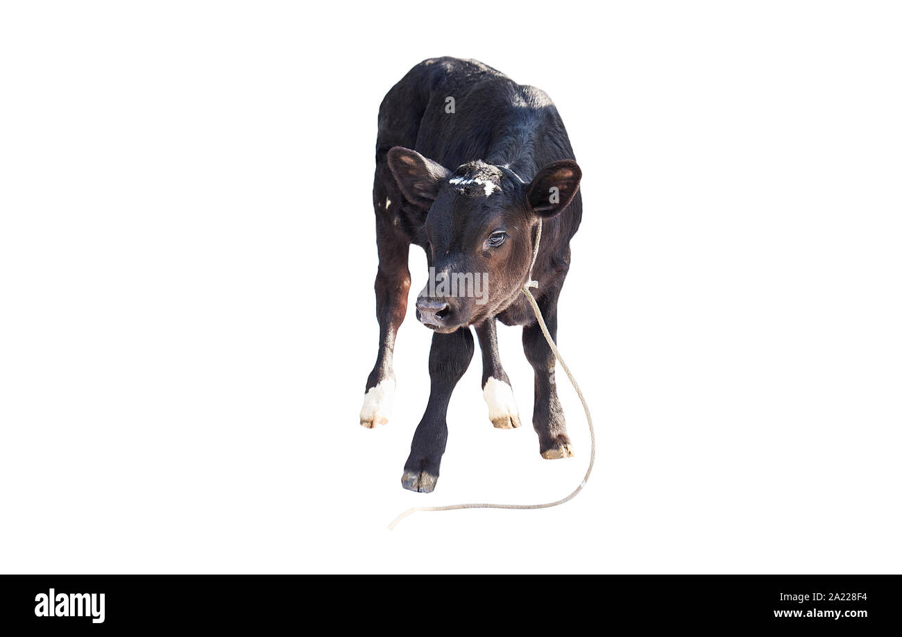 Kalb auf weißem Hintergrund, Kalb, Bauernhof Stockfoto
