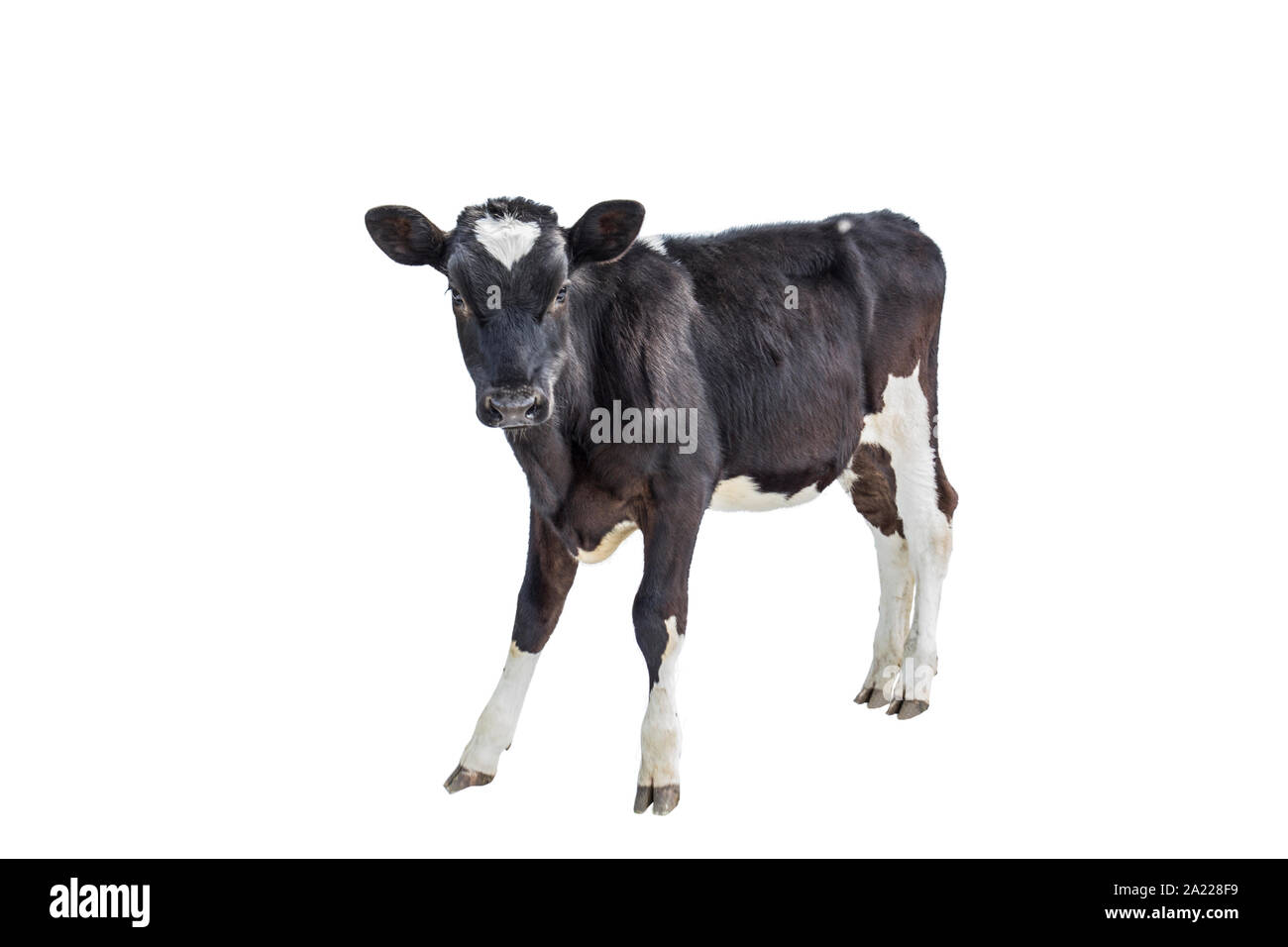Kuh Nutztier Stockfoto