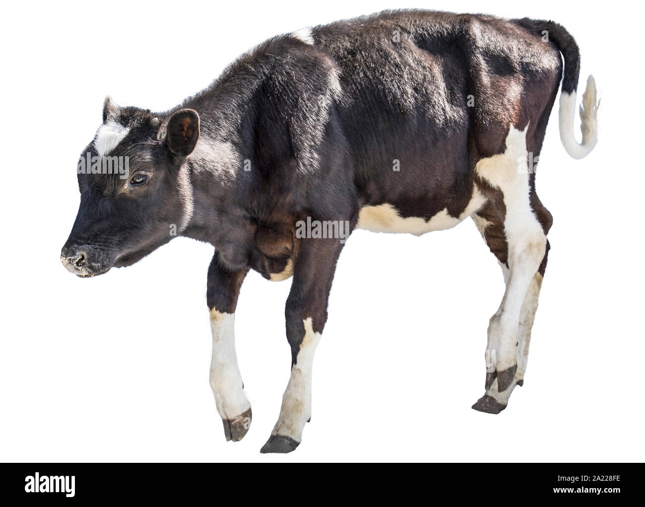Kuh Bauernhof Tier Stockfoto
