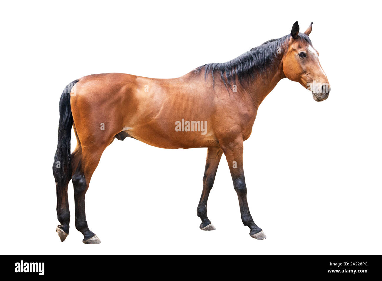 Schönes Pferd, Rennpferd, englische rennpferd Stockfoto