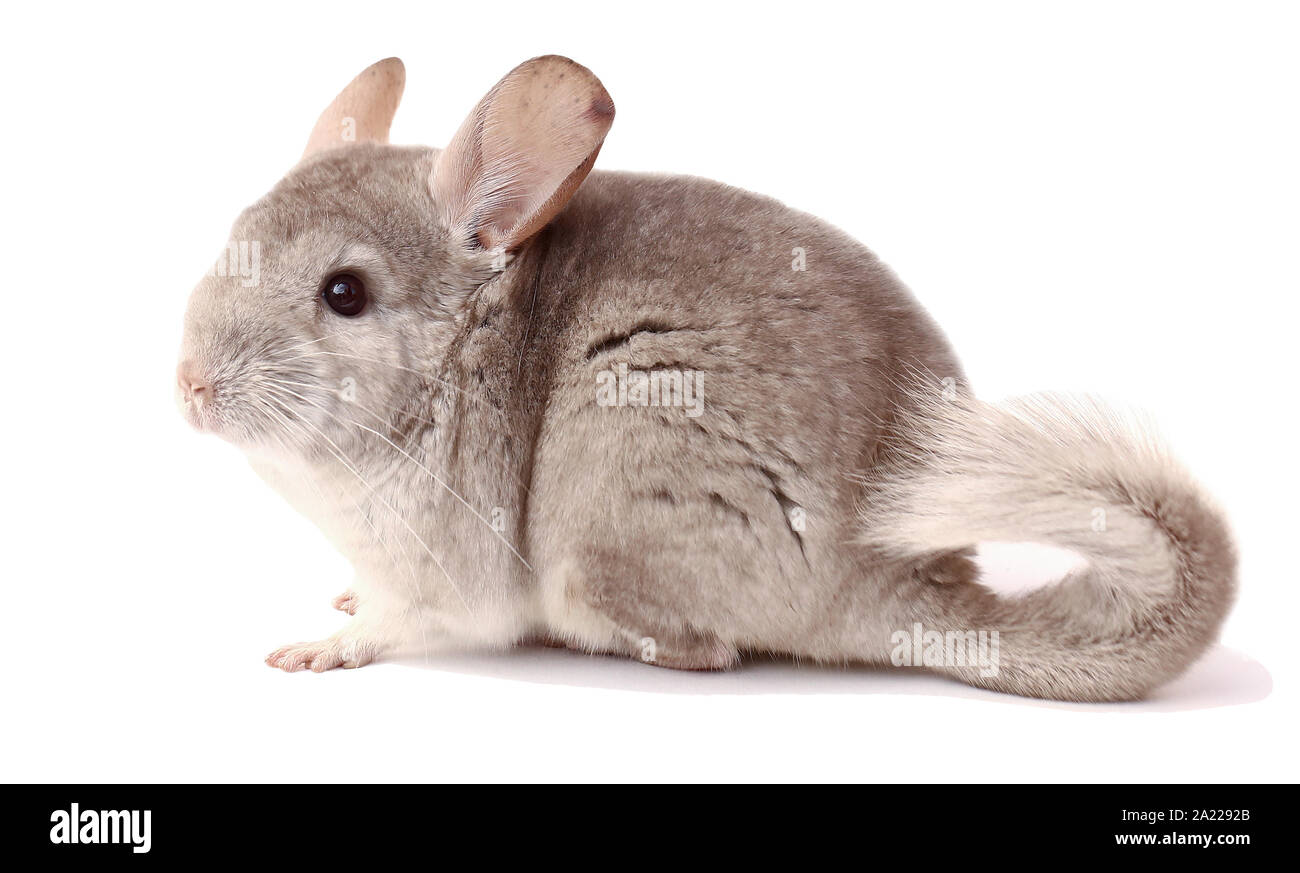 Licht chinchilla chinchilla Essen, Chinchilla auf weißem Hintergrund, chinchilla Nahrung Stockfoto