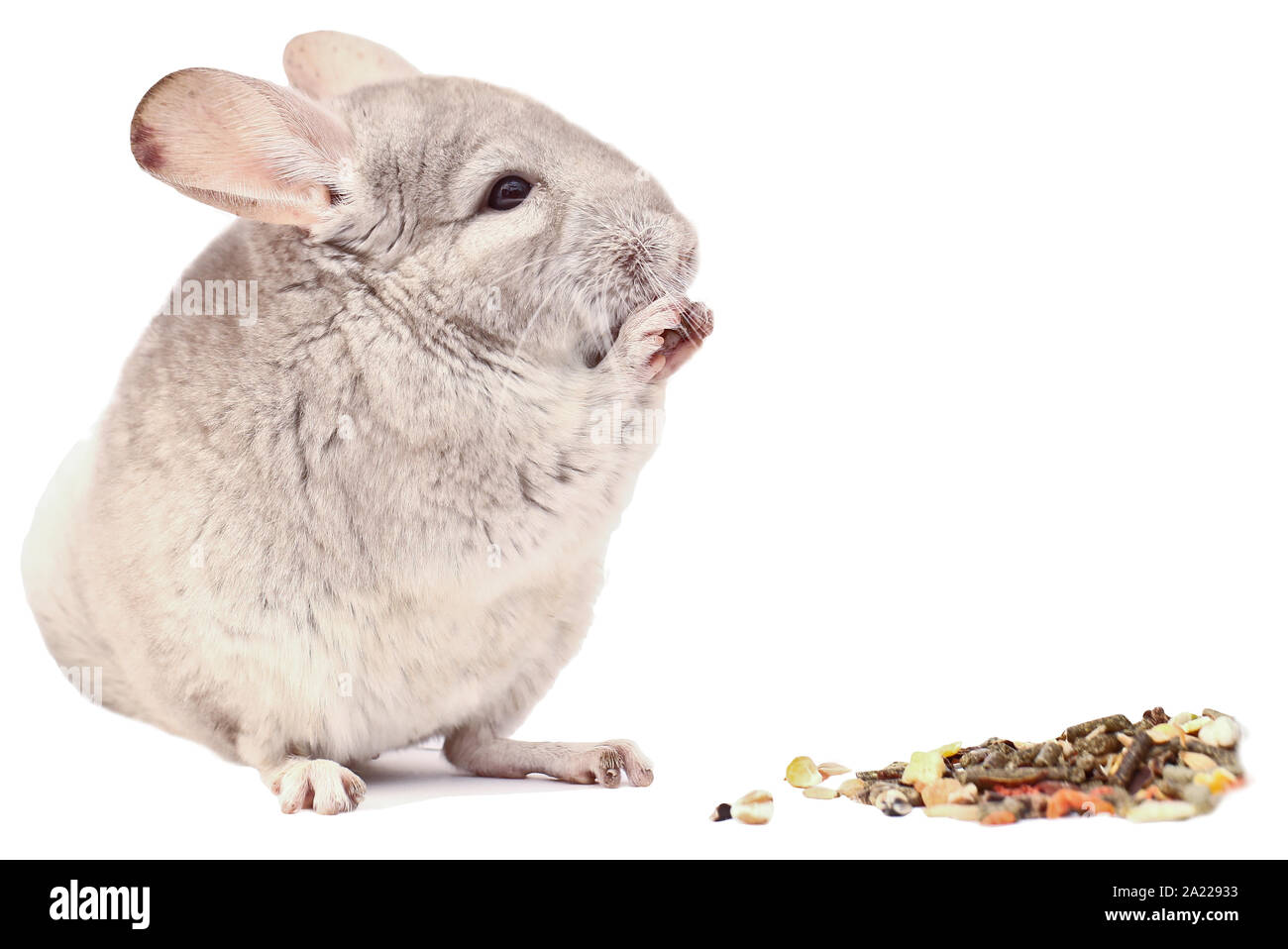 Licht chinchilla chinchilla Essen, Chinchilla auf weißem Hintergrund, chinchilla Nahrung Stockfoto