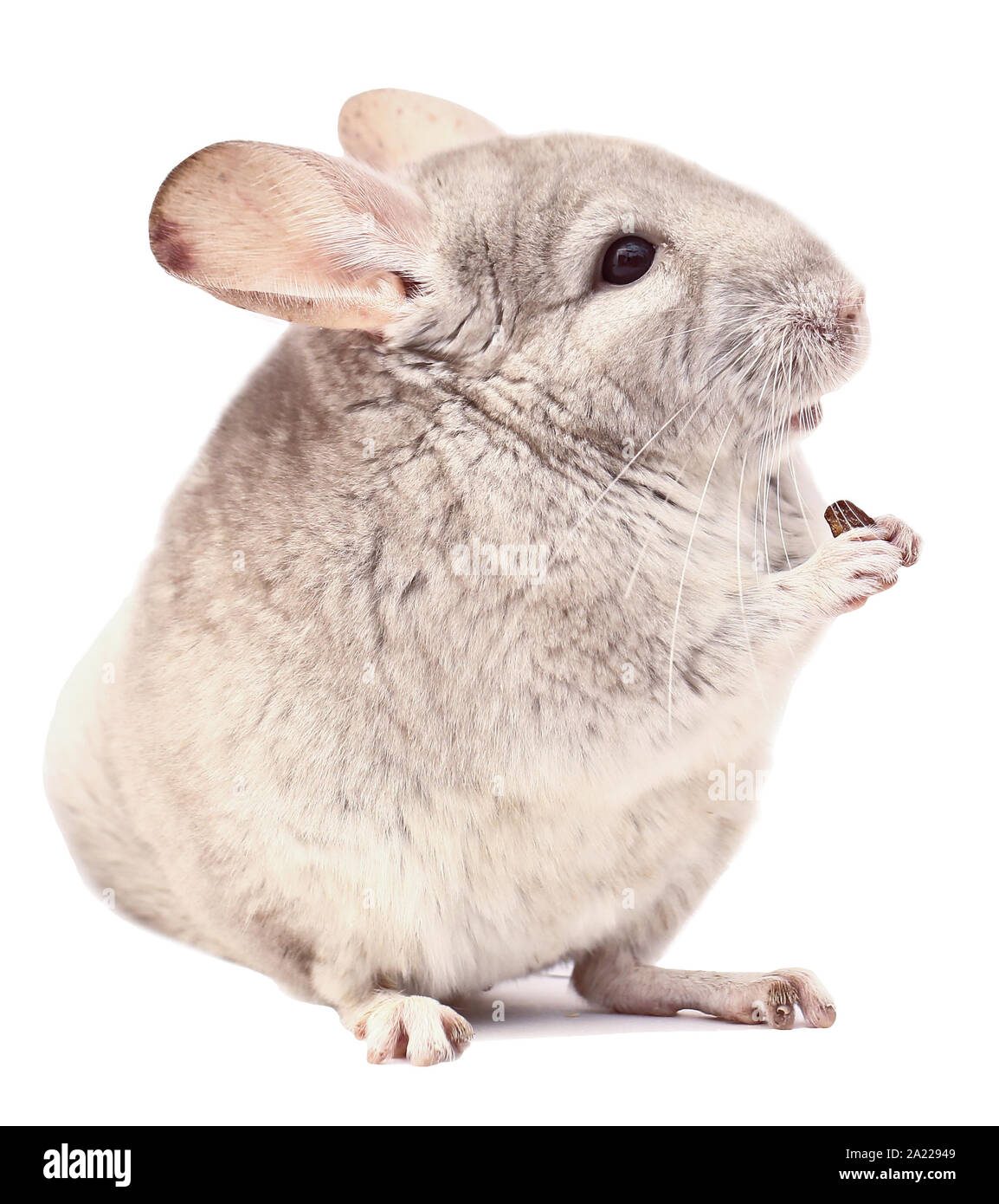 Licht chinchilla chinchilla Essen, Chinchilla auf weißem Hintergrund, chinchilla Nahrung Stockfoto