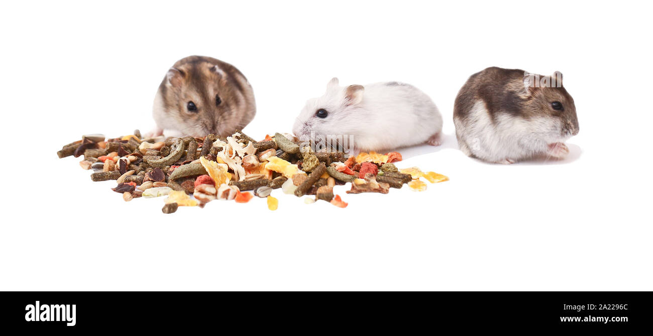 Hamster, Zwerghamster, Hamster auf weißem Hintergrund Stockfoto