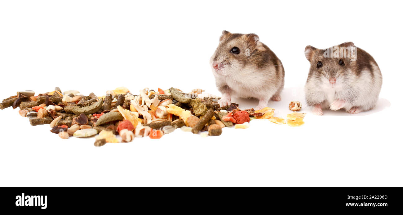 Hamster, Zwerghamster, Hamster auf weißem Hintergrund Stockfoto