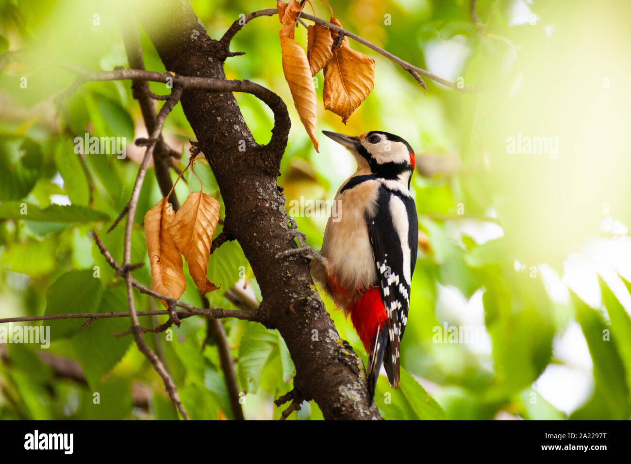 Buntspecht (Dendrocopos major) closeup auf grünem Hintergrund Stockfoto