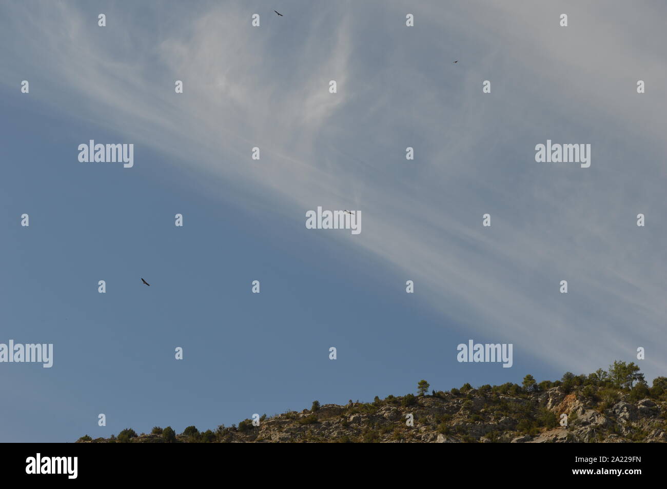 Adler in den blauen Himmel im Sommer Stockfoto