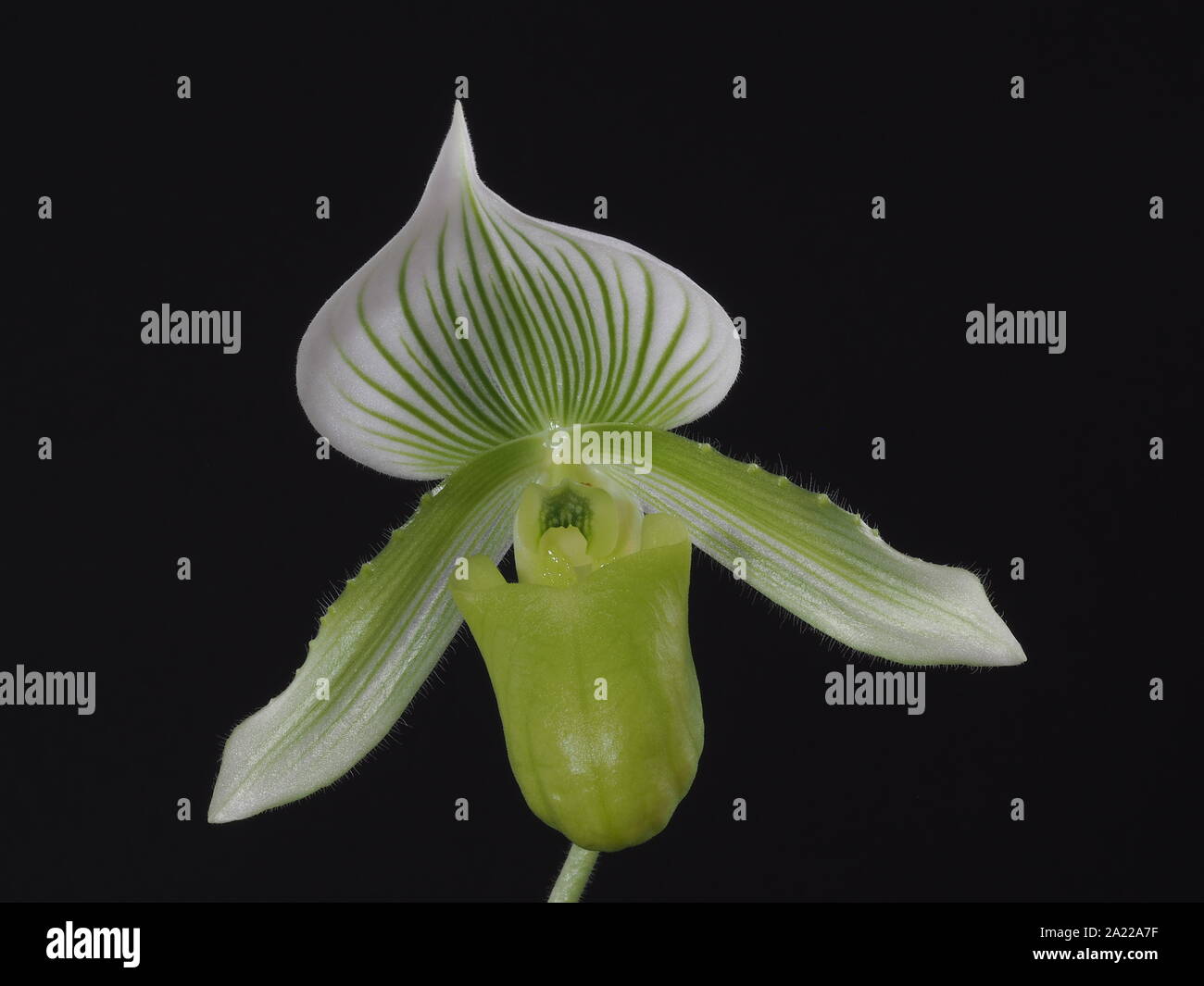 In der Nähe von Green Lady Slipper orchid Stockfoto