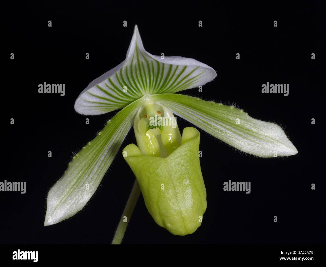 In der Nähe von Green Lady Slipper orchid Stockfoto