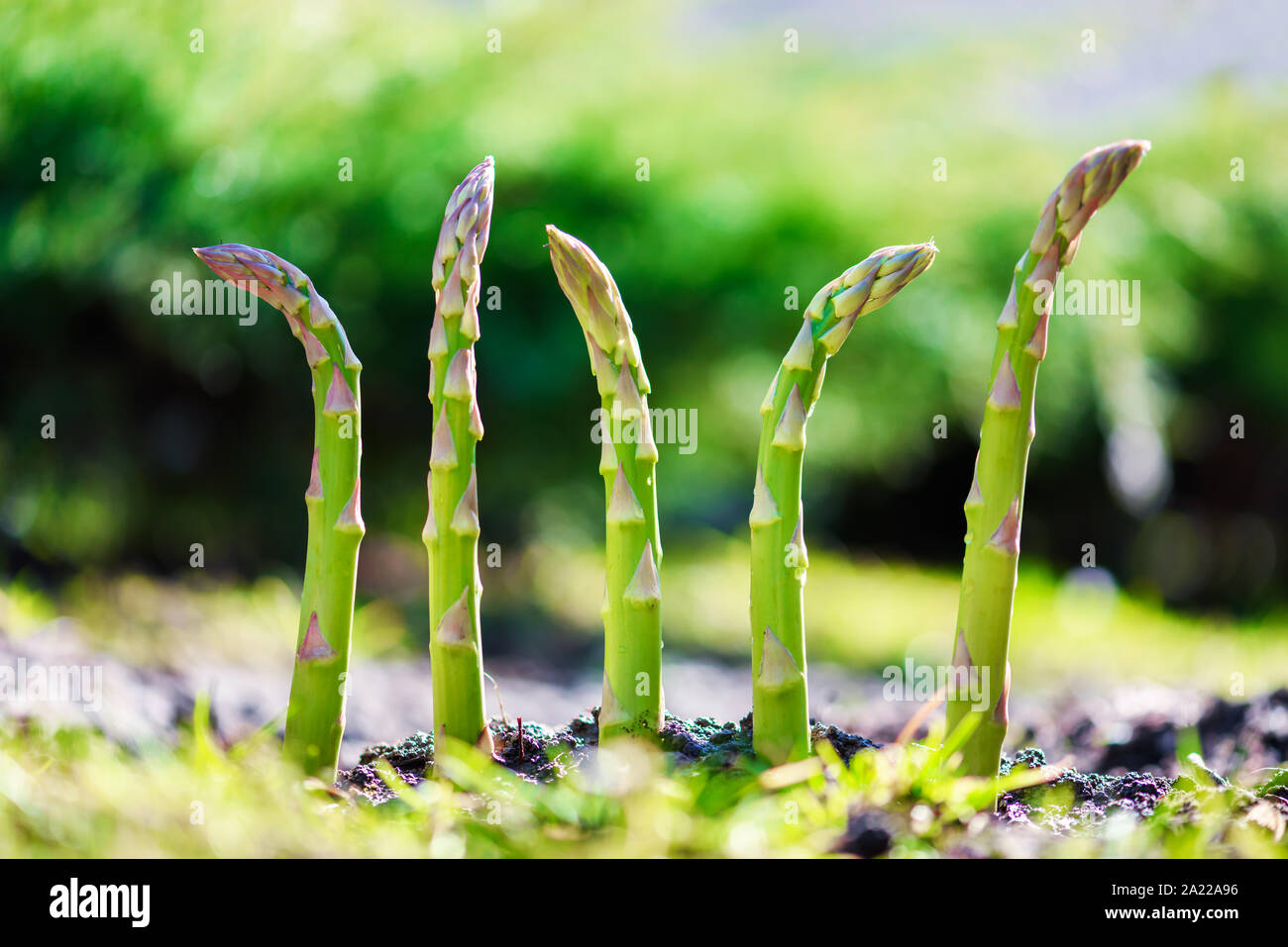 Junge grüne Spargel sprießen im Garten Wachstum Nahaufnahme. Essen Fotografie Stockfoto