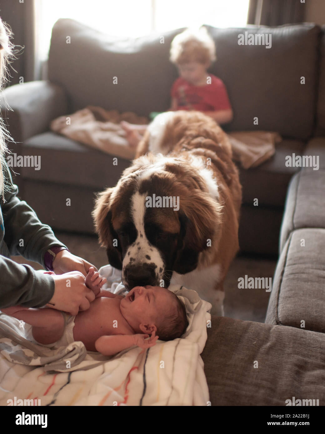 Neugeborene erhält Windel während großer Hund Kontrollen bei ihr zu Hause geändert Stockfoto