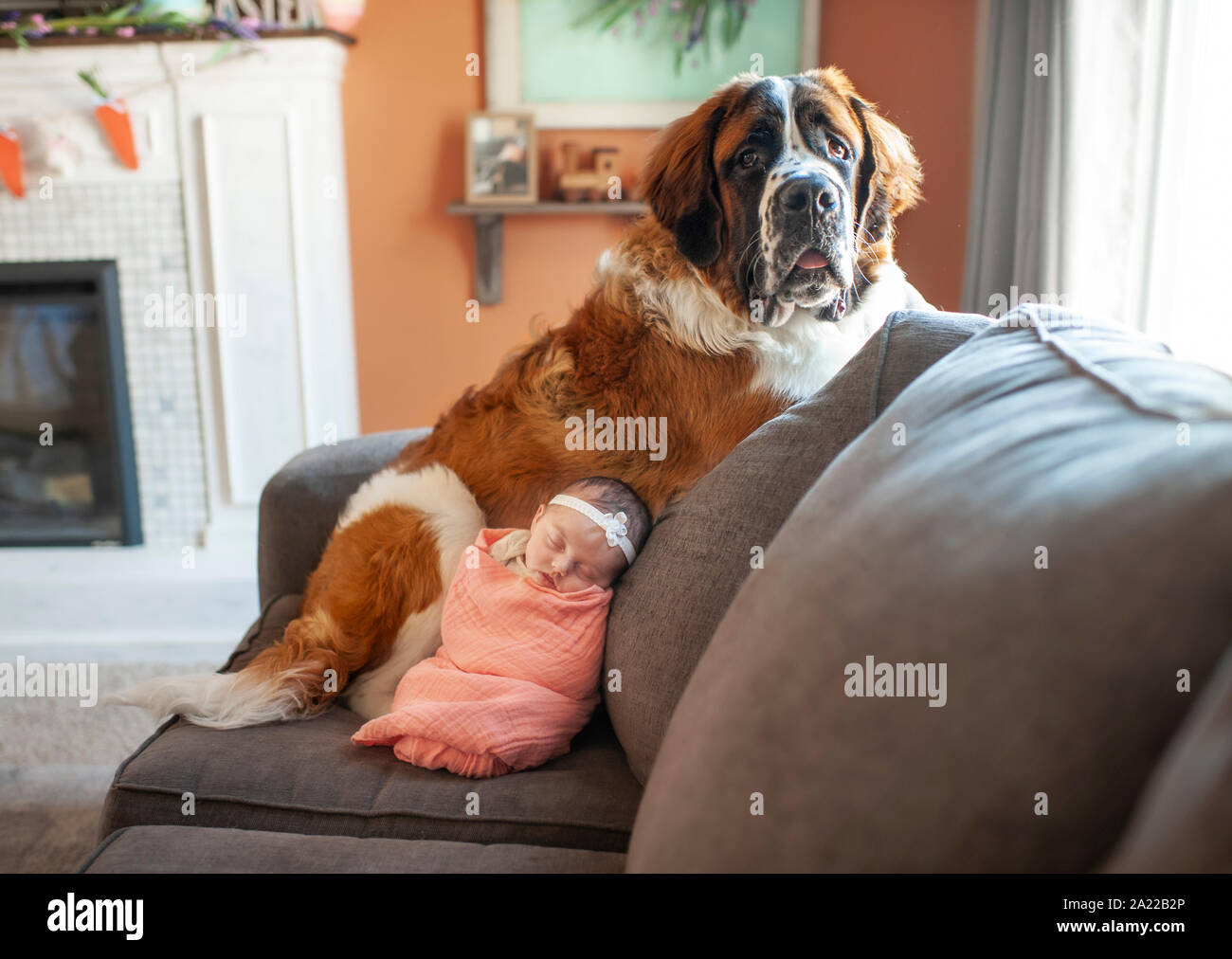 Neugeborene Mädchen kuschelte mit großen Hund zu Hause auf der Couch Stockfoto