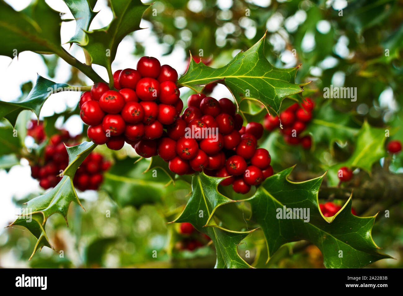 Normalerweise eine kleine strauchigen Baum die Stechpalme ist ein immergrüner Grün, die mit leuchtend roten Beeren im Herbst und Winter ladened werden kann. Stockfoto