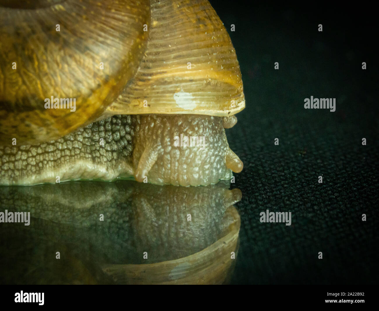 Schnecke Makro, auf dem schwarzen Hintergrund, Garten Schnecke mit Macro Objektive unter dem Studio leuchten bei 5500 Grad Kelvin fotografiert, auf ein Glas Stockfoto